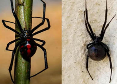 Dos especies de arañas viudas negras son encontradas en Nicaragua